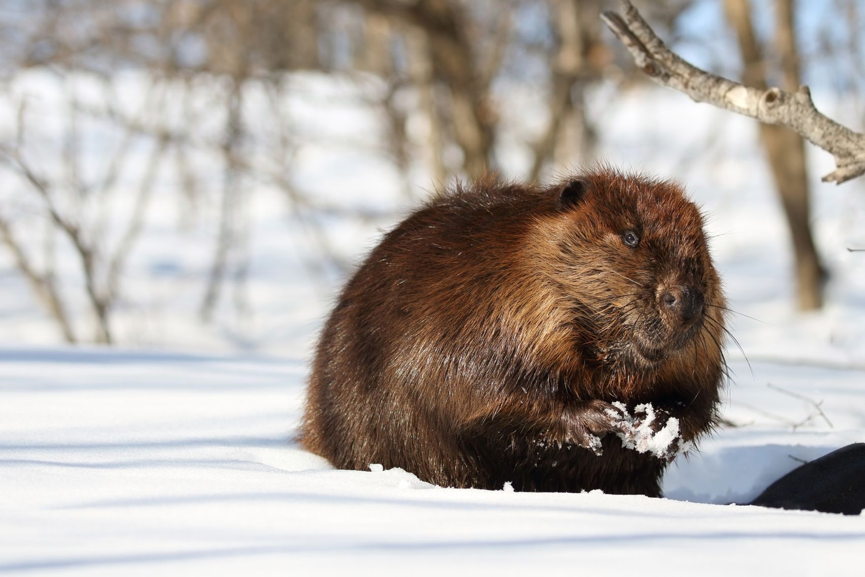 Beaver/Castor (Photo: Karl Umbriaco