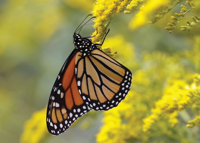 Monarch (Photo: Brian Lasenby)