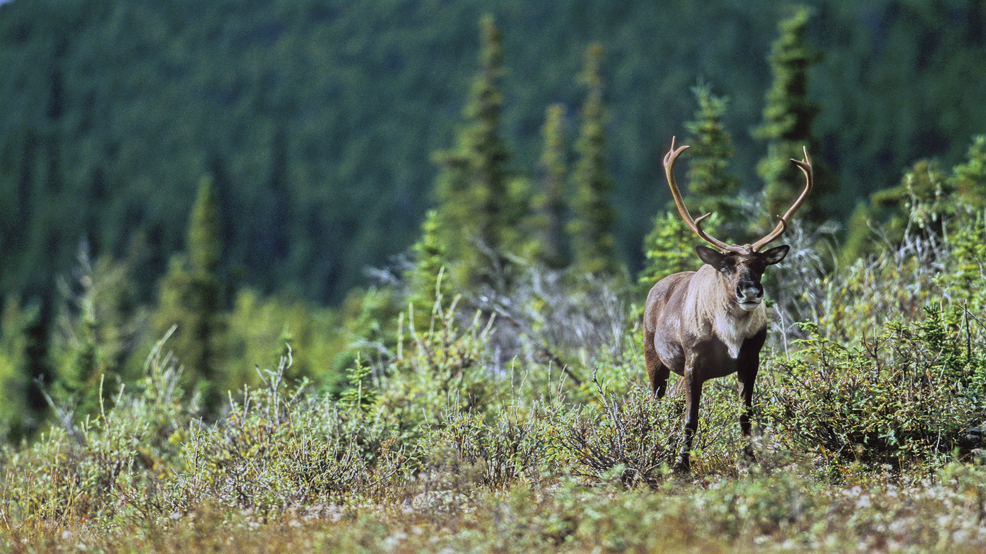 Mountain caribou (Photo de John E. Marriott)