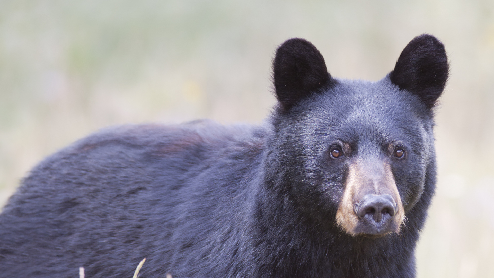 Black Bear (Photo: Swiftfox)