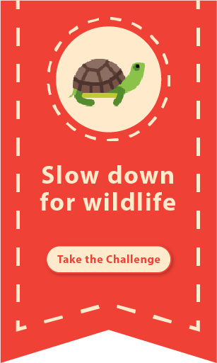 Slow down for wildlife: Take the challenge