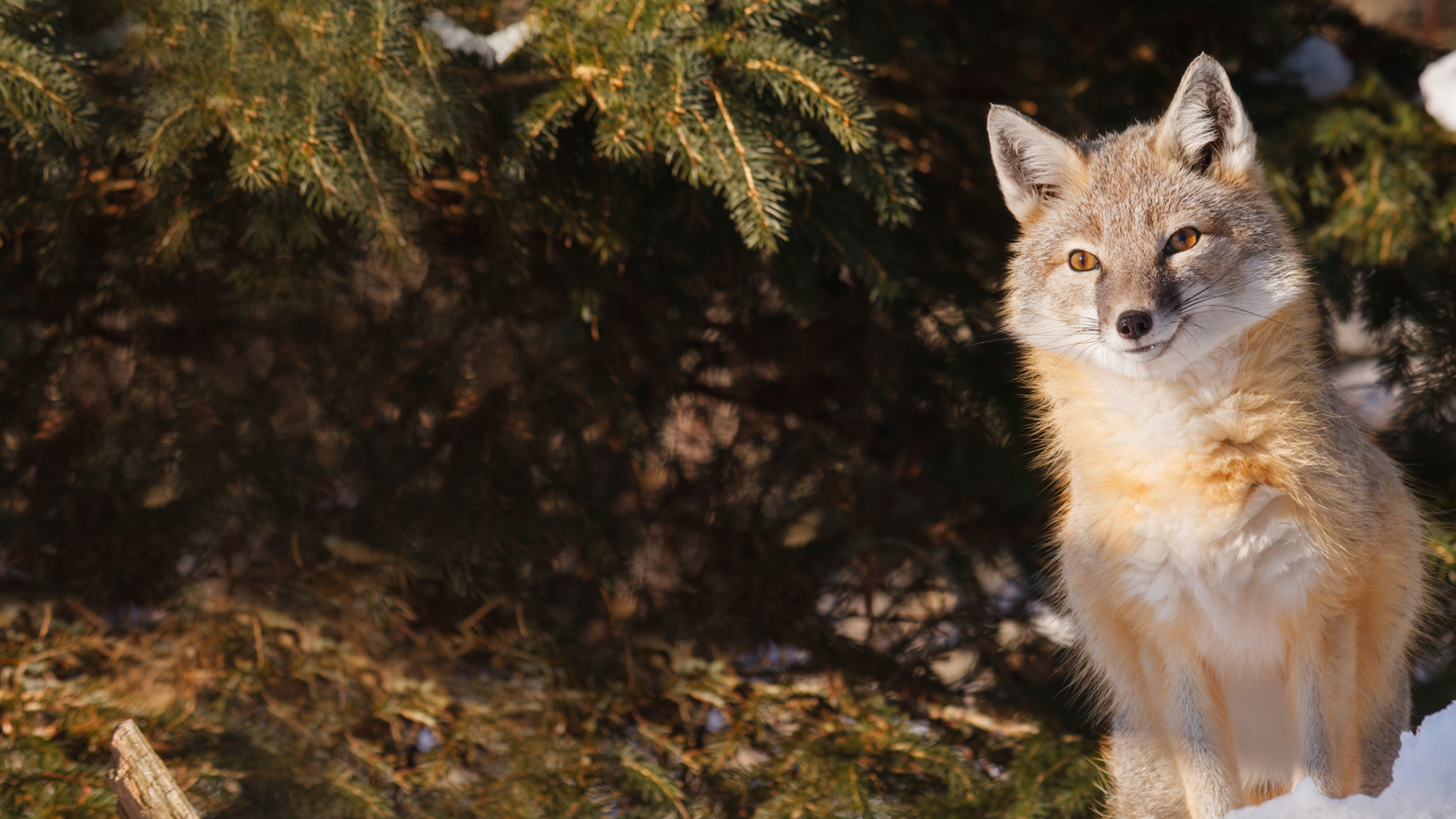 Swift Fox (Photo: Laszlo Podor)