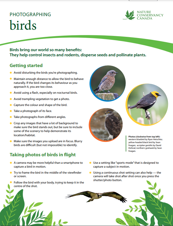 Photograph birds PDF doc