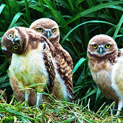 Honour eCard Stationery (burrowing owl) (Donation forms)