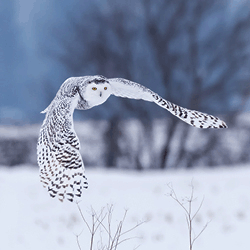 Honour eCard Stationery (Snowy Owl) (Donation forms)